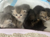 Photo №4. Je vais vendre british shorthair en ville de Франкфурт-на-Майне. annonce privée - prix - négocié