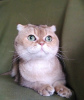 Photo №1. scottish fold - à vendre en ville de Москва | Gratuit | Annonce № 83134