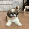 Photo №4. Je vais vendre shih tzu en ville de Illinois City.  - prix - 663€