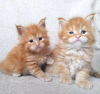 Photo №3. Chatons TICA Reg Maine Coon. Allemagne