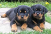 Photo №1. rottweiler - à vendre en ville de Aschaffenburg | Gratuit | Annonce №120504