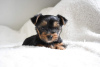 Photo №4. Je vais vendre yorkshire terrier en ville de Pfaffenhofen an der Ilm. annonce privée, éleveur - prix - 350€