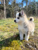 Photo №3. Pomsky par Poméranie et Husky. Allemagne