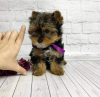 Photo №1. yorkshire terrier - à vendre en ville de Montreal | 473€ | Annonce №103604