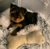 Photo №1. yorkshire terrier - à vendre en ville de Antheia | 300€ | Annonce №13061