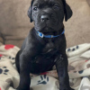 Photo №1. cane corso - à vendre en ville de Berlin | négocié | Annonce №23914