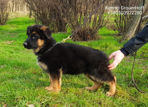 Photos supplémentaires: Продам высокопородных щенков немецкой овчарки