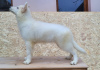 Photo №2 de l'annonce № 79381 de la vente berger blanc suisse - acheter à La Roumanie éleveur