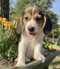 Photo №1. beagle - à vendre en ville de El Paso | 615€ | Annonce №50496