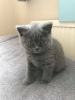 Photo №1. british shorthair - à vendre en ville de Афины | 410€ | Annonce № 15711