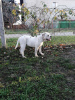 Photos supplémentaires: chiots bouledogue américain