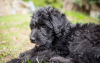 Photo №2 de l'annonce № 101237 de la vente labradoodle - acheter à Allemagne annonce privée, éleveur