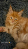 Photo №3. Maine coon. Allemagne