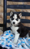 Photo №1. husky de sibérie - à vendre en ville de Mainz | Gratuit | Annonce №105449