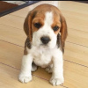 Photo №2 de l'annonce № 75803 de la vente beagle - acheter à Lituanie annonce privée, éleveur