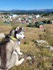 Photo №1. husky de sibérie - à vendre en ville de Bar | Gratuit | Annonce №119131