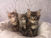 Photos supplémentaires: 2 chatons Maine Coon en bonne santé à vendre