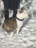 Photo №4. Je vais vendre american staffordshire terrier en ville de Киселевск. annonce privée - prix - 123€