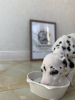 Photo №1. dalmatien - à vendre en ville de Амстердам | 384€ | Annonce №28319