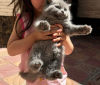 Photo №1. british shorthair - à vendre en ville de New york | 256€ | Annonce № 118023