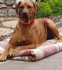 Photo №3. Rhodesian Ridgeback - mâle ZKWP/FCI. Pologne