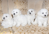 Photo №1. bichon à poil frisé - à vendre en ville de Minsk | 607€ | Annonce №42655