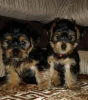 Photo №2 de l'annonce № 18148 de la vente yorkshire terrier - acheter à Ukraine annonce privée