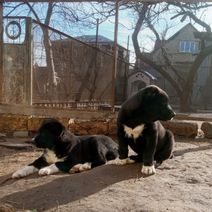 Photo №3. Chiots SAO (alabay). Ukraine