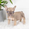 Photo №1. bouledogue - à vendre en ville de Sofia | négocié | Annonce №111769