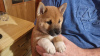 Photo №3. Beautiful shiba inu. L'Autriche