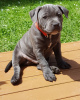 Photo №1. american staffordshire terrier - à vendre en ville de Tallinn | 600€ | Annonce №80543