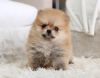 Photo №3. Mignons chiots Spitz de race pure aux yeux bleus. Allemagne