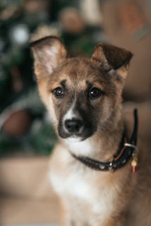 Photo №2 de l'annonce № 4468 de la vente chien bâtard - acheter à Fédération de Russie annonce privée
