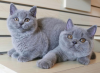 Photo №1. british shorthair - à vendre en ville de Гамбург | 200€ | Annonce № 115742