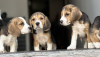 Photos supplémentaires: Chiots beagles