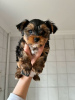 Photo №2 de l'annonce № 42251 de la vente yorkshire terrier - acheter à Allemagne annonce privée