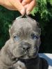 Photo №3. Chiots CANE CORSO. Serbie