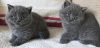 Photo №1. british shorthair - à vendre en ville de Helsinki | négocié | Annonce № 88035