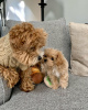 Photo №3. Des chiots maltipoo F1 absolument époustouflants.. Allemagne