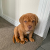 Photo №1. dogue de bordeaux - à vendre en ville de Zürich | 550€ | Annonce №89096