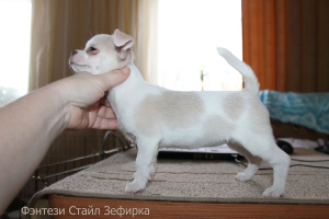 Photo №4. Je vais vendre chihuahua en ville de Sosnovy Bor. de la fourrière - prix - 426€