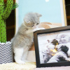 Photo №2 de l'annonce № 123806 de la vente british shorthair - acheter à Canada éleveur