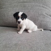 Photo №1. jack russell terrier - à vendre en ville de Cologne | négocié | Annonce №127628