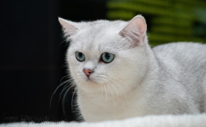 Photo №1. british shorthair - à vendre en ville de Donetsk | 331€ | Annonce № 2694