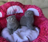 Photo №1. scottish fold - à vendre en ville de Bruxelles | 200€ | Annonce № 123548