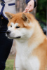 Photo №1. Service d'accouplement - race: akita (chien). Prix - 426€