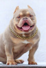 Photos supplémentaires: Chiots American Bully Pocket