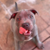 Photo №1. american staffordshire terrier - à vendre en ville de Братислава | Gratuit | Annonce №111326