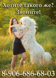 Photo №1. komondor - à vendre en ville de Moscou | Négocié | Annonce №2703