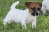 Photo №1. jack russell terrier - à vendre en ville de Bergisch Gladbach | Gratuit | Annonce №95592